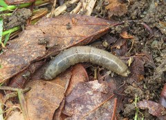 Tipula entomophthorae