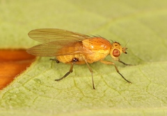 Sapromyza obsoleta