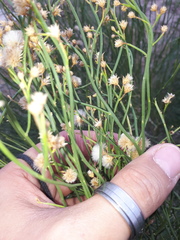 Baccharis spartioides