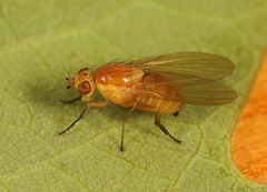 Sapromyza obsoleta