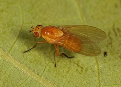 Sapromyza obsoleta