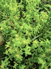 Sedum bulbiferum