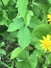Toxicodendron radicans