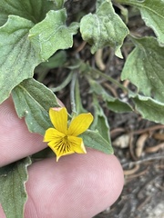 Viola pinetorum