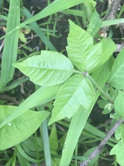 Toxicodendron radicans