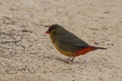 Amandava subflava clarkei