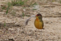 Amandava subflava clarkei