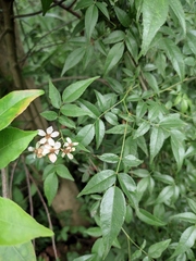 Rosa banksiae normalis
