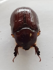 Orizabus isodonoides