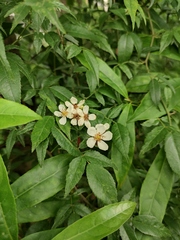 Rosa banksiae normalis
