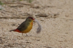 Amandava subflava clarkei