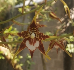 Rhynchostele cordata