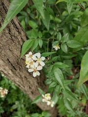 Rosa banksiae normalis