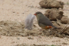 Amandava subflava clarkei