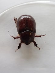 Orizabus isodonoides