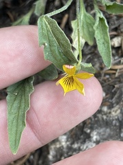 Viola pinetorum