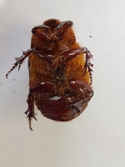 Orizabus isodonoides