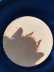 Orizabus isodonoides