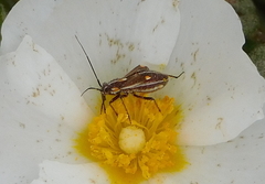 Horistus orientalis
