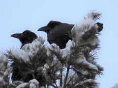 Corvus corax