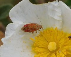 Pachyxyphus lineellus