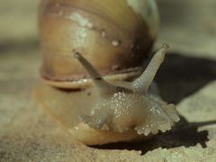 Megalobulimus oblongus