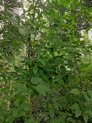 Mallotus repandus