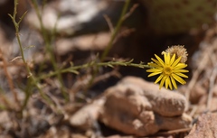 Xanthisma spinulosum gooddingii