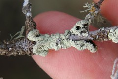 Flavoparmelia subcapitata