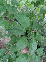 Mallotus repandus