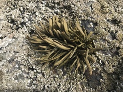 Ascophyllum nodosum