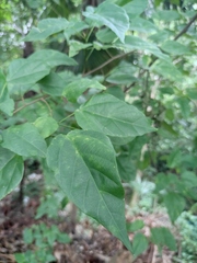 Mallotus repandus
