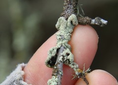 Flavoparmelia subcapitata