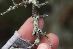 Flavoparmelia subcapitata