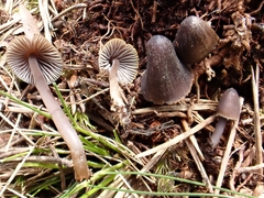 Mycena silvae-nigrae