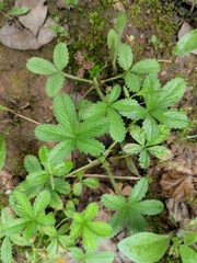 Potentilla kleiniana