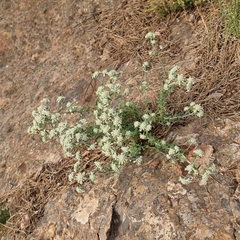 Teucrium capitatum gracillimum