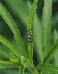 Chlorophorus signaticollis