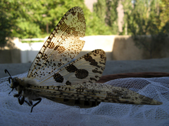 Palpares libelluloides