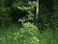 Crataegus ambigua