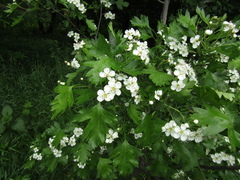 Crataegus ambigua