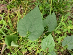 Actinostemma tenerum