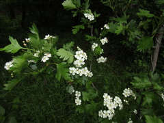 Crataegus ambigua