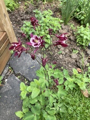 Angiospermae