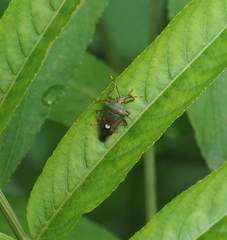 Eocanthecona formosa