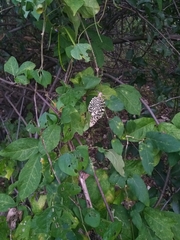 Ibatia