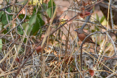 Lagonosticta rubricata