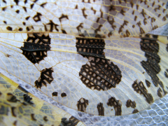 Palpares libelluloides