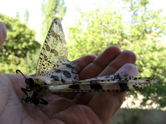 Palpares libelluloides