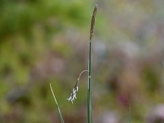 Carex limosa
